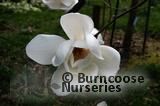 MAGNOLIA 'David Clulow'  