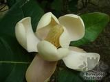 MAGNOLIA delavayi  