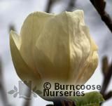 MAGNOLIA 'Gold Cup' MAGNOLIA 'Gold Cup'