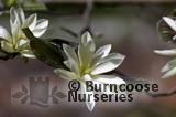 MAGNOLIA 'Gold Star' MAGNOLIA 'Gold Star'