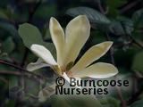 MAGNOLIA 'Golden Endeavour'  