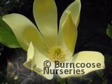 MAGNOLIA 'Golden Joy' MAGNOLIA 'Golden Joy'