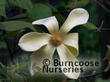 MAGNOLIA 'Golden Sun' MAGNOLIA 'Golden Sun'