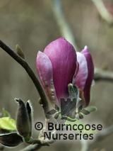 MAGNOLIA 'Joe McDaniel' MAGNOLIA 'Joe McDaniel'