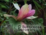 MAGNOLIA 'Daybreak' MAGNOLIA 'Daybreak'