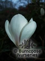 MAGNOLIA 'Lotus' MAGNOLIA 'Lotus'