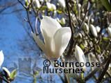 MAGNOLIA 'Manchu Fan' MAGNOLIA 'Manchu Fan'