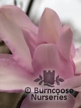 MAGNOLIA 'Mark Jury' MAGNOLIA 'Mark Jury'