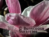 MAGNOLIA 'Purple Platter'  