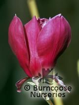 MAGNOLIA 'Red As'  