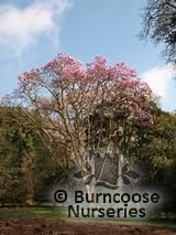 MAGNOLIA sargentiana var robusta 