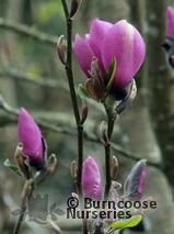 MAGNOLIA 'Serene' MAGNOLIA 'Serene'