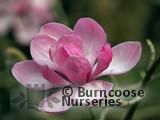 MAGNOLIA sprengeri 'Diva' MAGNOLIA sprengeri 'Diva'