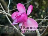 MAGNOLIA sprengeri 'Diva' 'Burncoose' MAGNOLIA sprengeri 'Diva' 'Burncoose'