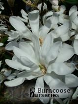 MAGNOLIA stellata MAGNOLIA stellata