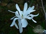 MAGNOLIA stellata 'Rose King' 