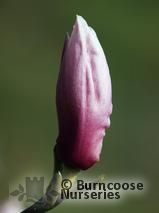 MAGNOLIA 'Todd’s Forty Niner'  