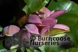 MAGNOLIA x brooklynensis 'Woodsman' 