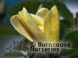 MAGNOLIA x brooklynensis 'Yellow Bird' 