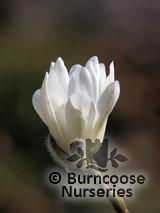 MAGNOLIA x loebneri 'Ballerina' MAGNOLIA x loebneri 'Ballerina'