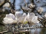 MAGNOLIA x loebneri 'Merrill' MAGNOLIA x loebneri 'Merrill'