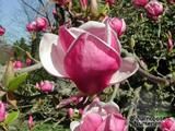 MAGNOLIA x soulangeana 'Rustica Rubra' 