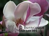 MAGNOLIA x soulangeana 'Sundew' 