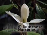 MAGNOLIA 'Yellow Fever'  