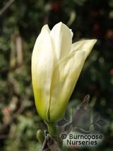 MAGNOLIA denudata 'Yellow River' 