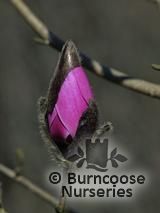 MAGNOLIA 'Philip Tregunna' MAGNOLIA 'Philip Tregunna'