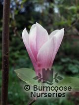 MAGNOLIA 'Raspberry Ice' MAGNOLIA 'Raspberry Ice'