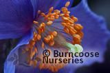 MECONOPSIS betonicifolia MECONOPSIS betonicifolia