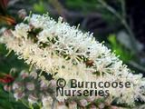 MELALEUCA MELALEUCA
