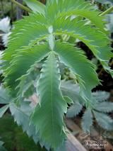 MELIANTHUS major MELIANTHUS major