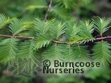 METASEQUOIA glyptostroboides METASEQUOIA glyptostroboides