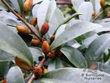 MICHELIA crassipes  