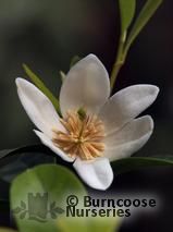 MICHELIA yunnanensis  