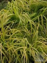 MILIUM   