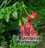 MITRARIA coccinea MITRARIA coccinea