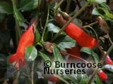 MITRARIA coccinea 'Lake Puyehue' MITRARIA coccinea 'Lake Puyehue'