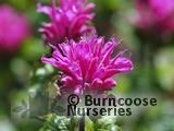 MONARDA 'Petite Delight'  