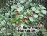 MYRSINE africanus  