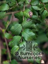 MYRTUS MYRTUS