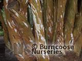 MYRTUS communis MYRTUS communis