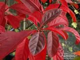 NYSSA sinensis  