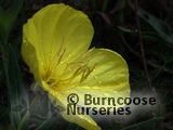 OENOTHERA macrocarpa OENOTHERA macrocarpa