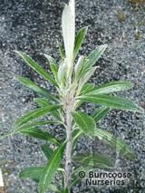 OLEARIA 'Henry Travers'  