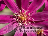 OLEARIA phloggopappa 'Combers Pink' OLEARIA phloggopappa 'Combers Pink'