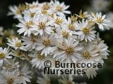 OLEARIA x scilloniensis OLEARIA x scilloniensis