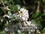 OSMANTHUS delavayi  